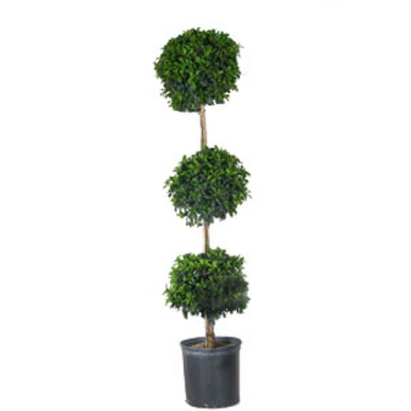 BELL NURSERY 2.35 Gal. Eugenia Topiary Shrub