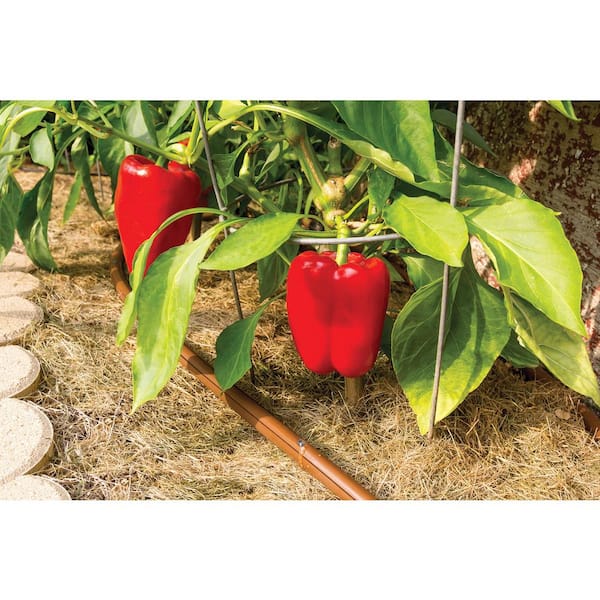 Rain Bird 1/4 in. x 50 ft. Drip Emitter Tubing with 6 in