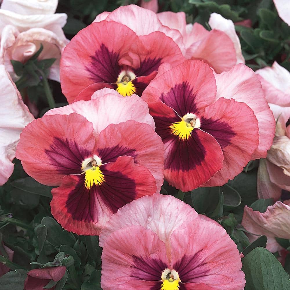 4 in. Matrix Pink Pansy Plant (6Pack) 64055 The Home Depot