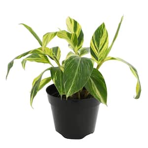Pet-Safe Variegated Shell Ginger Plant (Alpinia Zerumbet Variegata) Tropical Indoor Houseplant in 8 in. Grower Pot