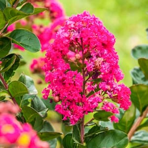 Northern Belle Hardy Watermelon Crape Myrtle (Lagerstroemia) Live Bareroot Plant Pink Flowers (1-Pack)