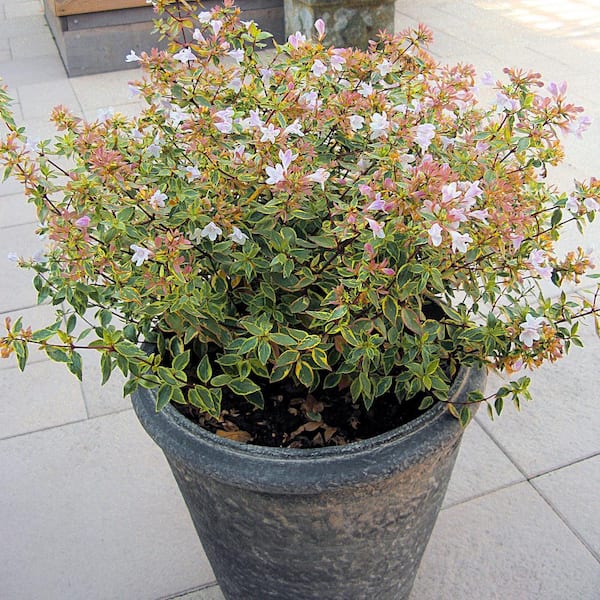 national PLANT NETWORK 2.25 Gal. Abelia Francis Mason Flowering Shrub with White Blooms
