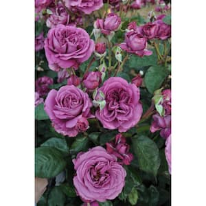 Bareroot Sunbelt Plum Perfect Floribunda Rose Bush with Lavender-Purple Flowers (2-Pack)