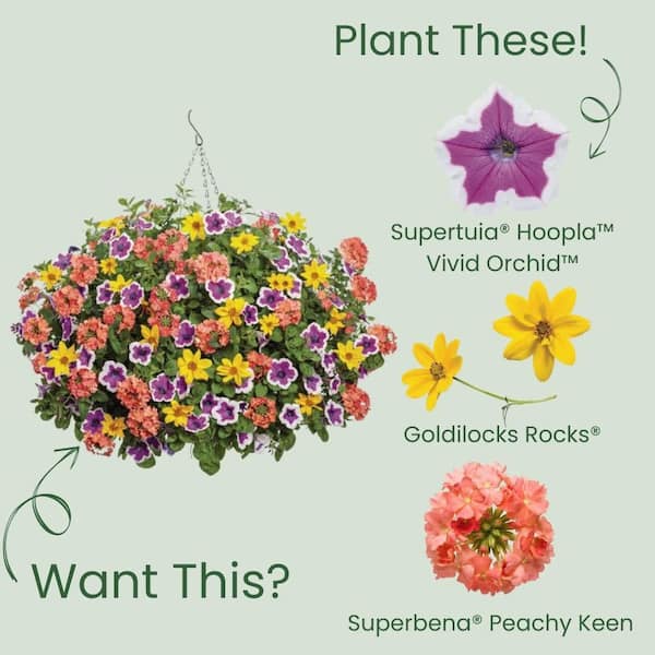 RURUNINA(プロフ必読)１００個 Supertunia® Hoopla™ Vivid Orchid™ Petunia | Proven Winners