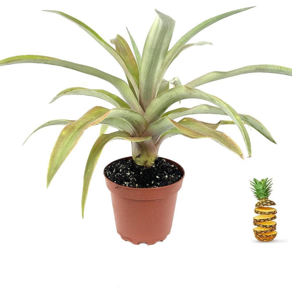 ponytail palm tree Ponytail Palm Indoor Plant main image 1