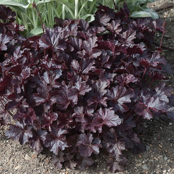 1.5 PT Heuchera Coral Bell 'Carnival Black Olive' Perennial Plant