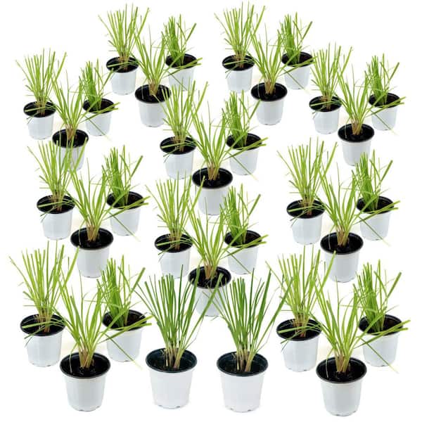 4 in. Lemon Grass Plant (32-Pack)