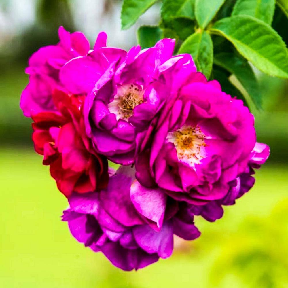 Stormy Weather Purple Climbing Rose - Bare Root Fragrant Blossom