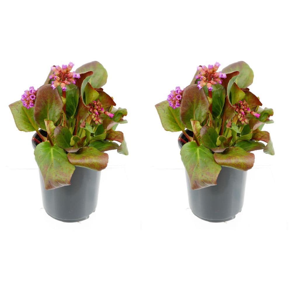 2.5 qt. Bergenia Perennial Plant with Rose Pink Flowers-2 Pack