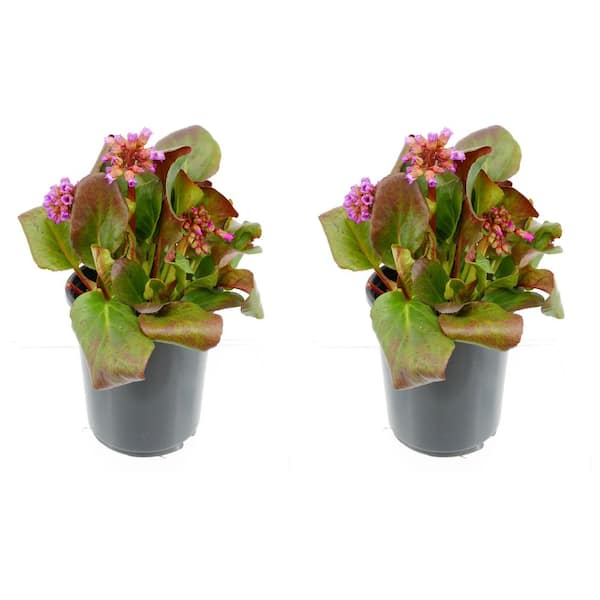Unbranded 2.5 qt. Bergenia Perennial Plant with Rose Pink Flowers-2 Pack