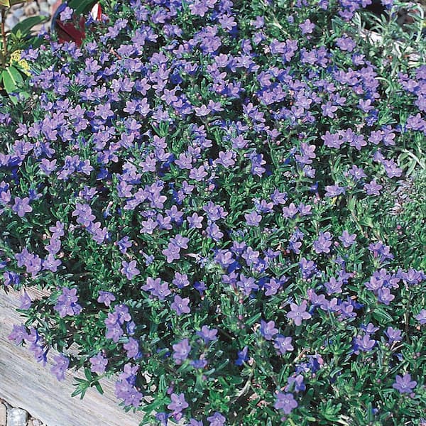 Vigoro 2.6 QT. Vigoro Lithodora Perennial Plant with Blue Flowers in Grower Pot