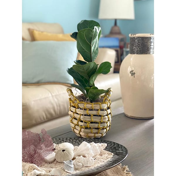 5 in. Fiddle Leaf Fig Mini (Ficus Lyrata Bambino) Plant with Natural  Seagrass Basket Lyrata5seagrass - The Home Depot