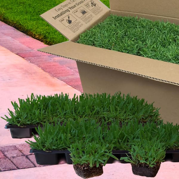 Harmony St Augustine Sod Plugs 18 Count Trays Hhstaugtrays The Home Depot