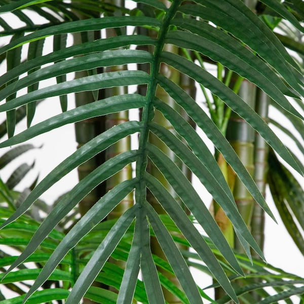 dracaena compacta plant care Dracaena fragrans Compacta Plants - Multi Stem - Easy Care | Hortology main image 1
