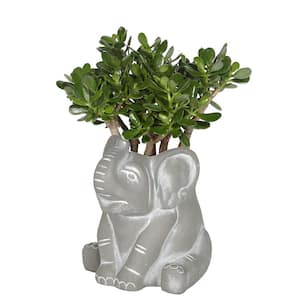 Small Natural Cement Elephant Planter