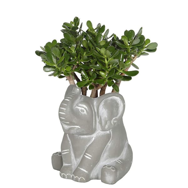Elephant Small Gray Natural Concrete Lightweight Planter with Drainage Holes (6.7 in. L x  in. 6.7 W x 6.7 in. H)