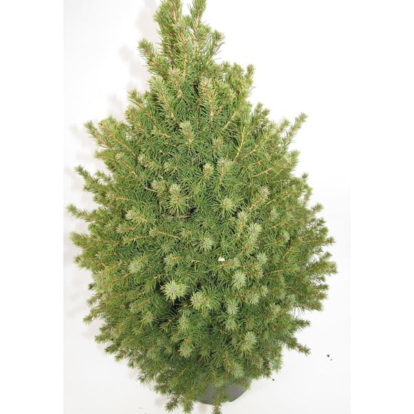 3 Gal. Dwarf Alberta Spruce (Picea Conica) Live Evergreen Shrub