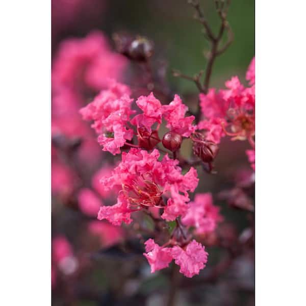 7 Gal. Twilight Magic Crape Myrtle Flowering Shrub with Dark Leaves and Pink Flowers