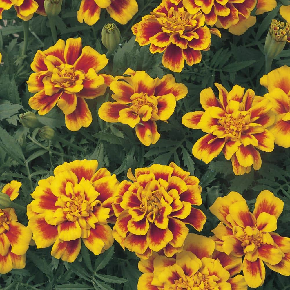 6 in. Bicolor French Marigold Plant 66831 - The Home Depot