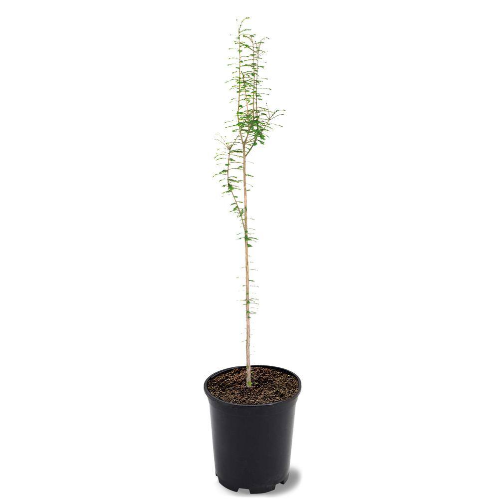 American Bald Cypress Live 1-Gallon Pot Deciduous Conifer
