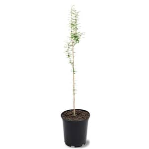 1 Gal. Weeping Willow Deciduous Tree WILWEE01G - The Home Depot