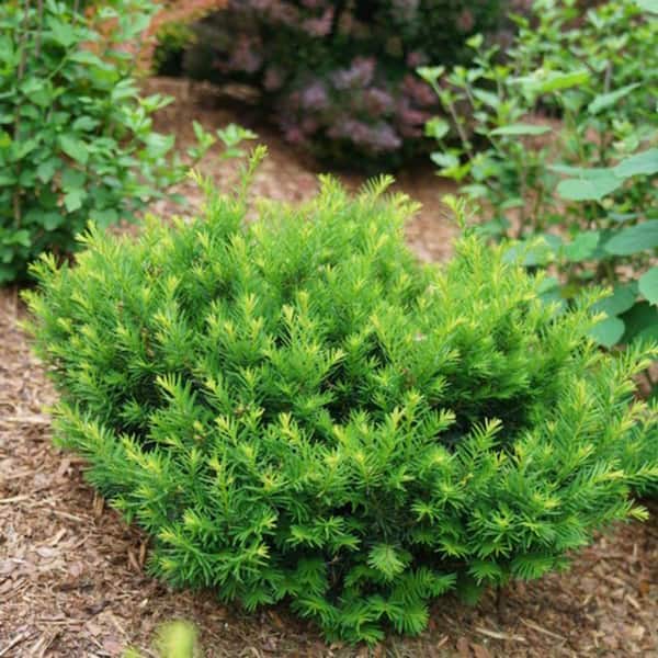 Online Orchards 1 Gal. Dark Green Dense, Lush Evergreen Perfect Hedge or Accent Spreading Yew Shrub