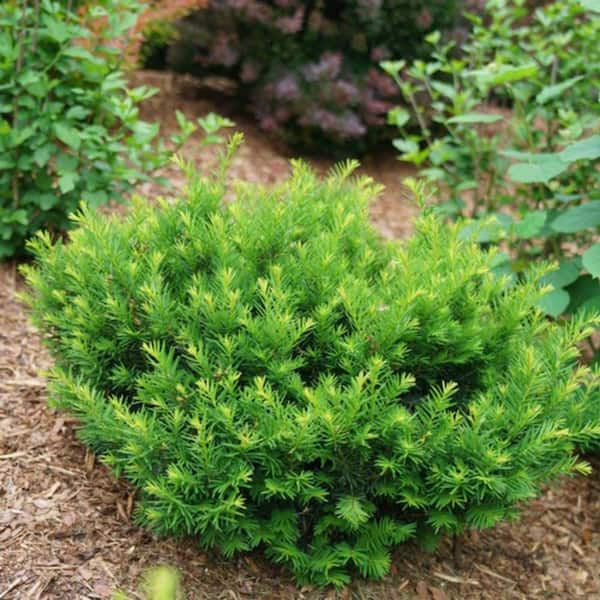 evergreen yew shrubs