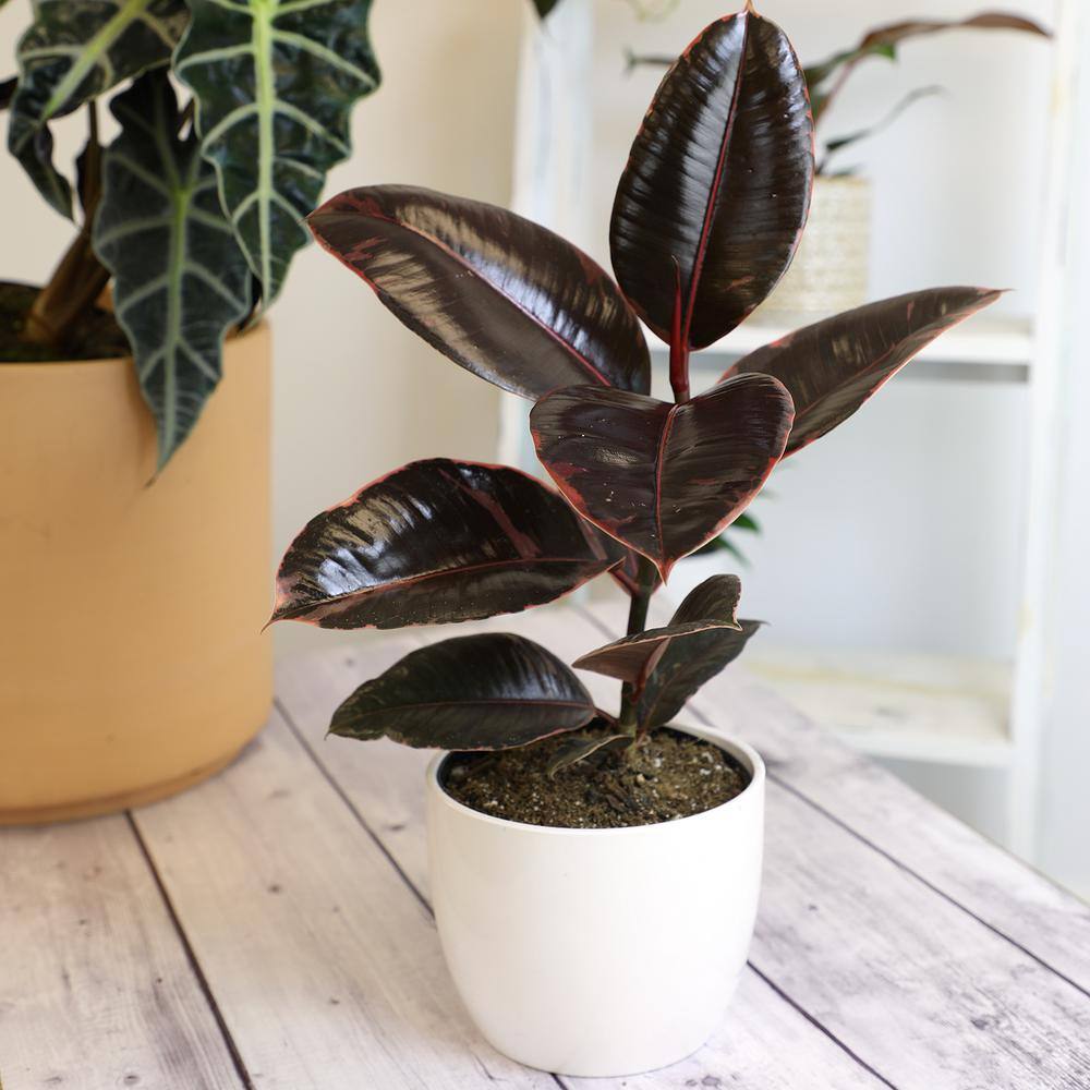 Ruby Ficus Rubber Tree in Black Plastic Planter