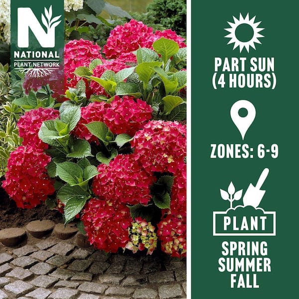 1 gal. Red Beauty Hydrangea Shrub with Red Flowers