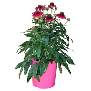 1.5 Gal. Echinacea Plant Rose Flower in 8.25 in. Growers Pot