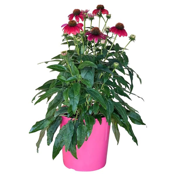Pure Beauty Farms 1.5 Gal. Echinacea Plant Rose Flower in 8.25 in. Growers Pot
