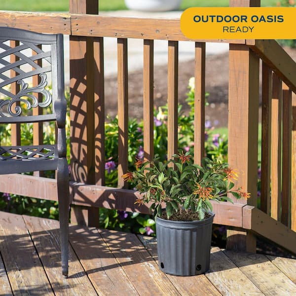 Outdoor Hamelia Fire Bush Plant in 9.25 in. Grower Pot, Avg. Shipping Height 2 ft. to 3 ft. Tall