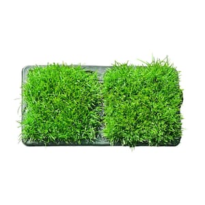 Bluegrass Grass Plugs (4-Count) Natural, Affordable Lawn Improvement