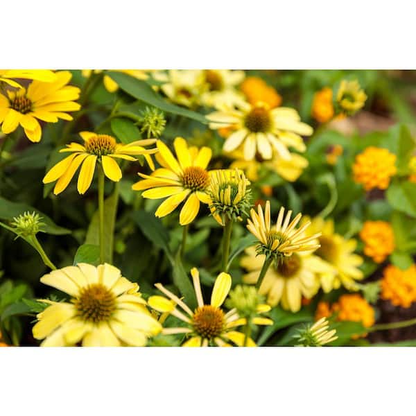 1 Gal. Color Coded Yellow My Darling Coneflower (Echinacea) Live Plant, Yellow Flowers
