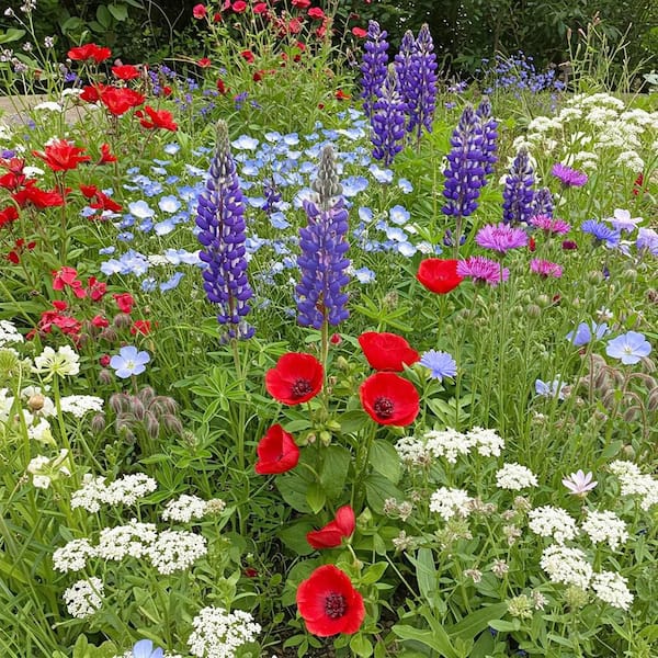 1 lbs. Red, White and Blue Mix Bulk Flower Seeds