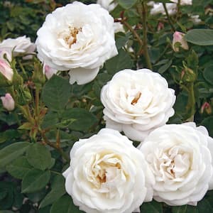 2 Qt. Bloomables Pearlescent with Rose Bush with Pure White Flowers in Stadium Pot