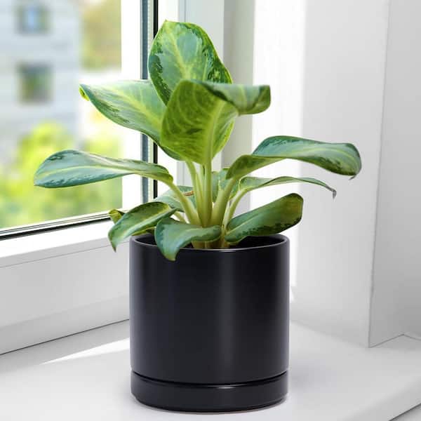 鉢・プランター CERADEMIC POT black spicygem x botanize Black Ceramic Indoor/Outdoor Planter with Saucer (6.5 in. W x 6.6