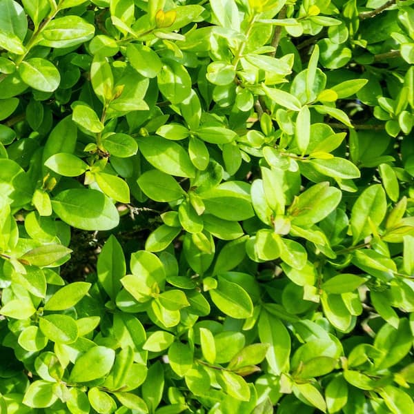 national PLANT NETWORK - 1 gal. Boxwood Wintergreen Shrub