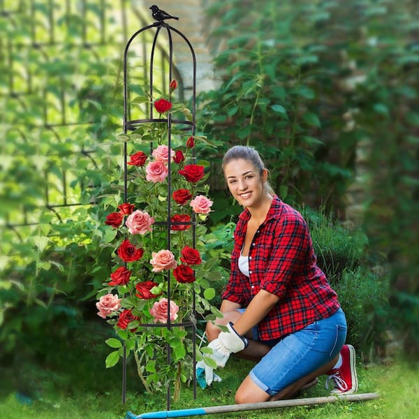 hanging begonia plant Hanging Basket Begonia Collection