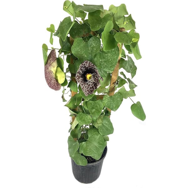 Wekiva Foliage Dutchman's Pipe-Live Plant in an 10 in. Growers Pot with Trellis-Aristolochia Littoralis-Exotic Flowering Vine
