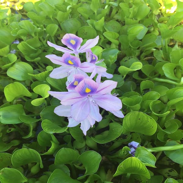 GIVHANDYS INC Givhandys Water Hyacinth Floating Aquatic Pond Plants  (3-Pack) Water Hyacinth - The Home Depot