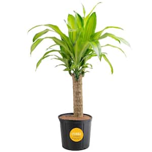 Mass Cane Indoor Plant in 8.78 in. Grower Pot, Avg. Shipping Height 2-3 ft. Tall