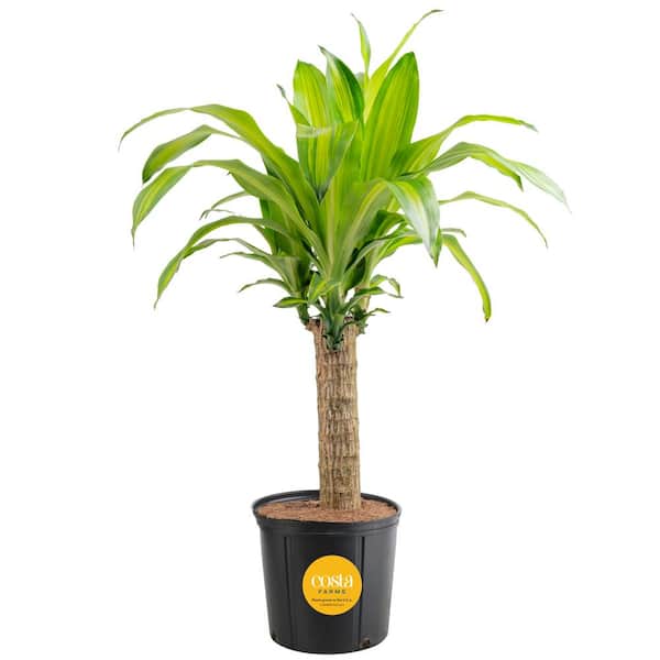 Costa Farms Mass Cane Indoor Plant in 8.78 in. Grower Pot, Avg. Shipping Height 2-3 ft. Tall