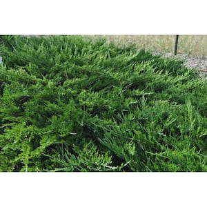 1 gal Buffalo Juniper Evergreen Groundcover Shrub