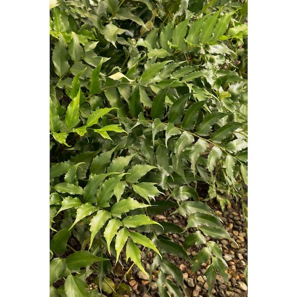 2.5 Qt. Holly Fern in 6.33 In. Grower's Pot (2-Plants)