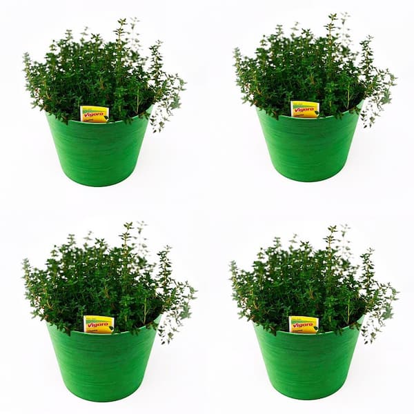 Pure Beauty Farms 1.5 Qt. Herb Plant Thyme in 6 In. Deco Pot (4-Plants ...