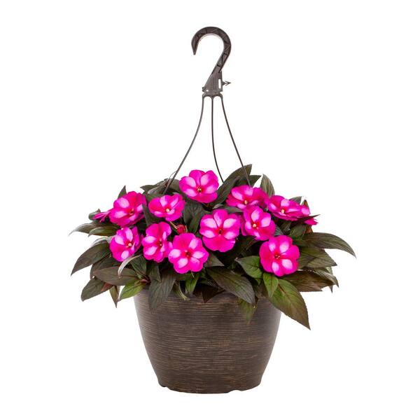 Vigoro 1.75 Gal. New Guinea Impatiens Petticoat Purple Star in