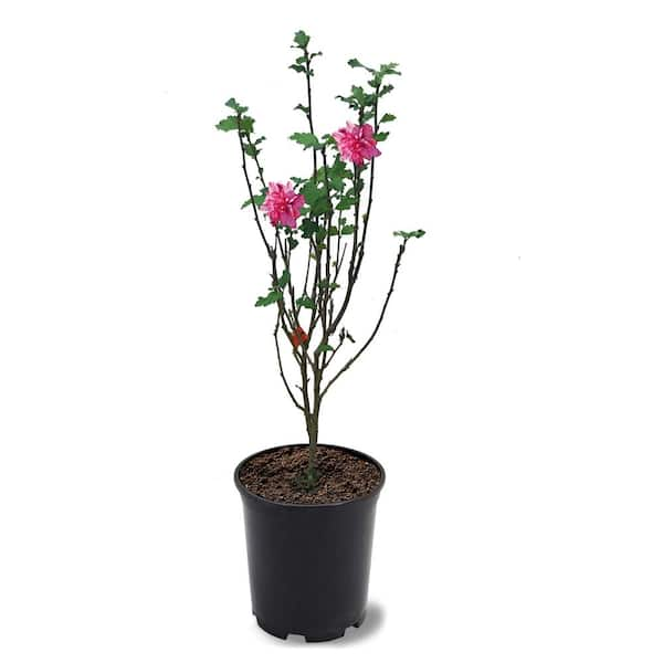 1 Gal. Double Red Althea Shrub ALTRED01G - The Home Depot