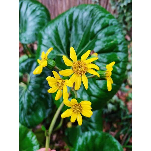 【kobe plants】 Japanese Herb Garden Tour - Kobe, Japan - YouTube