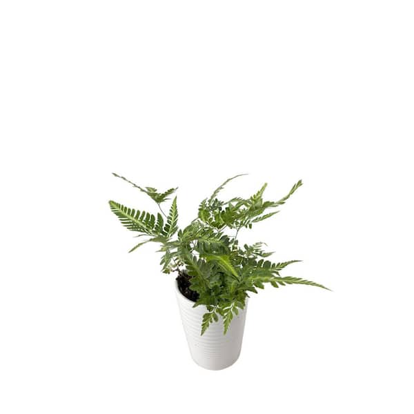 Living Lace Ruffled Arrow Fern Indoor Plant in 3.5 in. White Ceramic Container